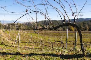 Vinya de Can Calopa. Autor: Cooperativa l'Olivera