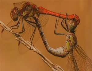 Autor: Albert Planàs/btv.cat