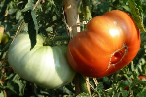 Tomàquets Mandó. Autor: CPNSC