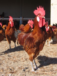 Pollastre Pota Blava del Prat. Autor: XPN