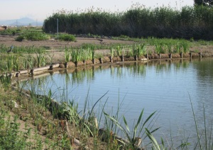 Actuació a Gavà. Autor: XPN