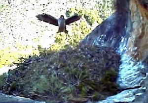 El poll arribant al niu