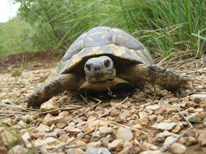 Tortuga mediterrània. Autor: Parc del Garraf