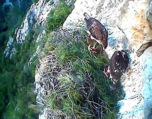 Mare amb el poll anellat. Autor: Parc del Garraf