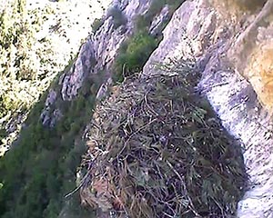 Niu buit. Autor: XPN