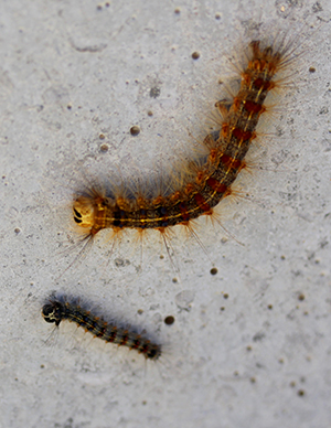 Lymandria dispar. Autor: Parc del Garraf