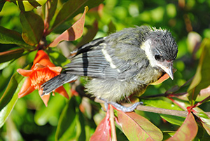 Poll volander de mallerenga carbonera. Autor: Parc del Garraf