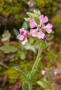 'Silene neglecta'. Autor: David Carrera / Diba