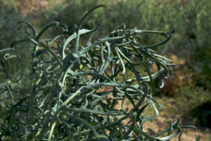 Espigalls. Autor: Fundació Miquel Agustí