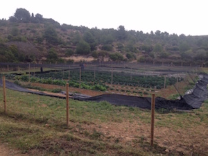 Parcel·la de Can Grau. Autor: XPN