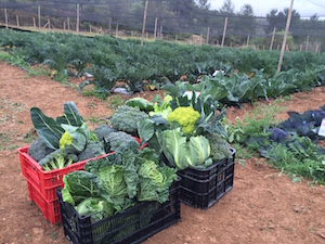 Hortalisses donades. Autor: Fundació Miquel Agustí