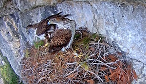 Parella del niu B. Autor: XPN