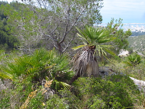 Exemplars de margalló. Autora: Melanie Morales (UB)
