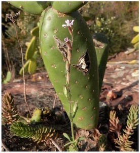 'Silene neglecta' i figuera de moro. Autor: Llorenç Sáez (UAB)