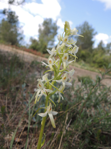 L'orquídia. Autor: XPN