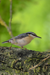 Pica-soques blau. Foto: X. Bayer