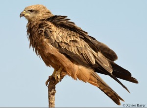 Rapinyaire. Autor: Xavier Bayer