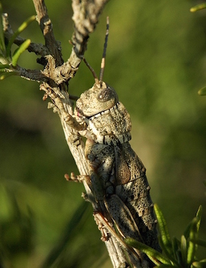 L'exemplar vist. Autor: Cisco Guasch