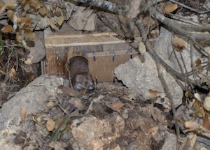 Mostela. Autor: Xavier Bayer