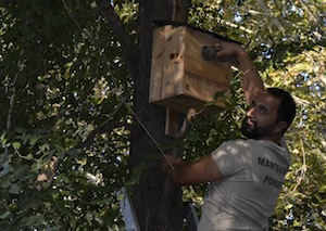 Alliberament d'un xot en una caixa niu. Autor: Xavier Bayer