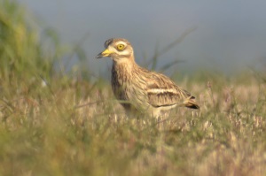 Torlit. Autor: Xavier Bayer