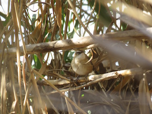 Boscarla mostatxuda als canyars de Sant Adrià. Autor: Xavier Larruy