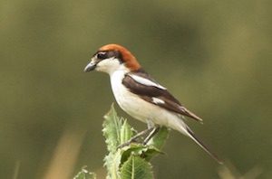 Capsigrany observat. Autor: Xavier Larruy