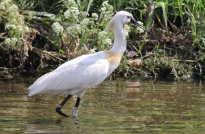 El becplaner observat. Autor: Dionisio Sanz