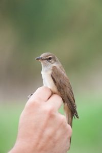 Balquer (arxiu 2012). Autora: Alícia Garcia