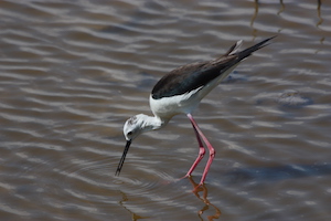 Cames llargues. Autor: Xavier Larruy