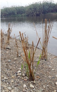 Primers brots de canyís. Autor: Parc Fluvial