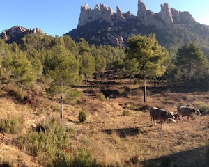 Entorn de Montserrat. Autor: Diputació de Barcelona