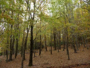 Parc Natural del Montseny. Autor: XPN