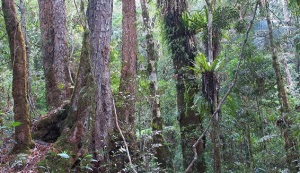 Dues comunitats forestals a Austràlia. Autor: R. Kooyman