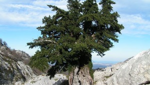 Teix ('Taxus baccata'). Autor: Juanjo Alonso