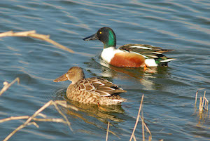 Ànec cullerot ('Anas clypeata'). Autor: Ricard Gutiérrez