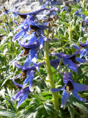 Esperó muntanyenc. Autor: Gencat