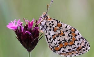 Damer de la blenera. Autor: Charlie Jackson (CC-BY).