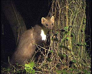 Fagina. Autor: Leo Baquedano