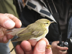 Mosquiter pàl·lid ('Phylloscopus bonelli'). Autor: Can Jalpí