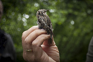 Raspinell. Autor: Milena Rosés