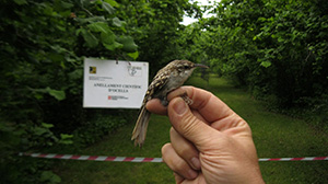 Raspinell comú. Autor: Arxiu La Central