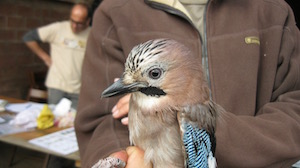 Anellament. Autor: la Central de Can Jalpí