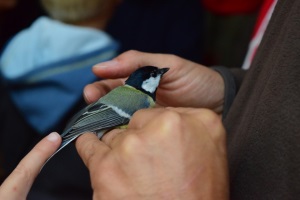 Mallerenga anellada. Autor: Parc de Can Jalpí