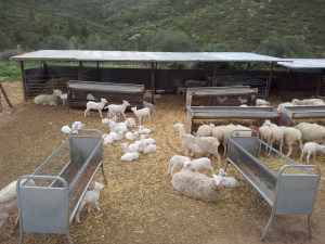 Ramat al Parc del Garraf. Autor: XPN