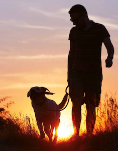 Gos passejant. Autor: XPN