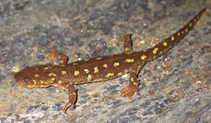 Exemplar de tritó. Autor: Gencat