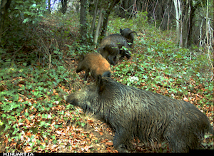 Senglars. Autor: Minuartia