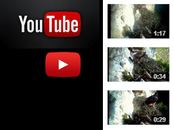 Captura pantalla para ir al canal Youtube del águila perdicera
